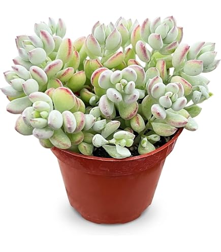 Amazon.com : Echeveria White Lotus  Live Succulent Plant  2.5 Inch   Rare, Drought-Tolerant, Low Maintenance, Ideal for Indoor & Outdoor Spaces,  Terrariums, Rock Gardens, Gifts : Patio, Lawn & Garden