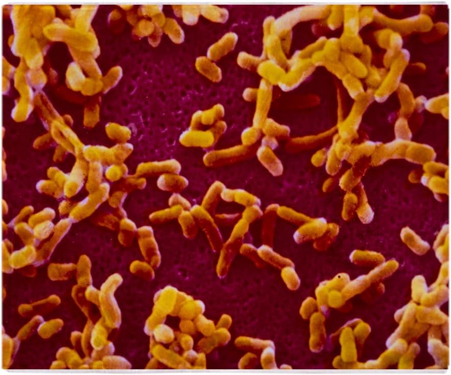 yersinia pestis plush