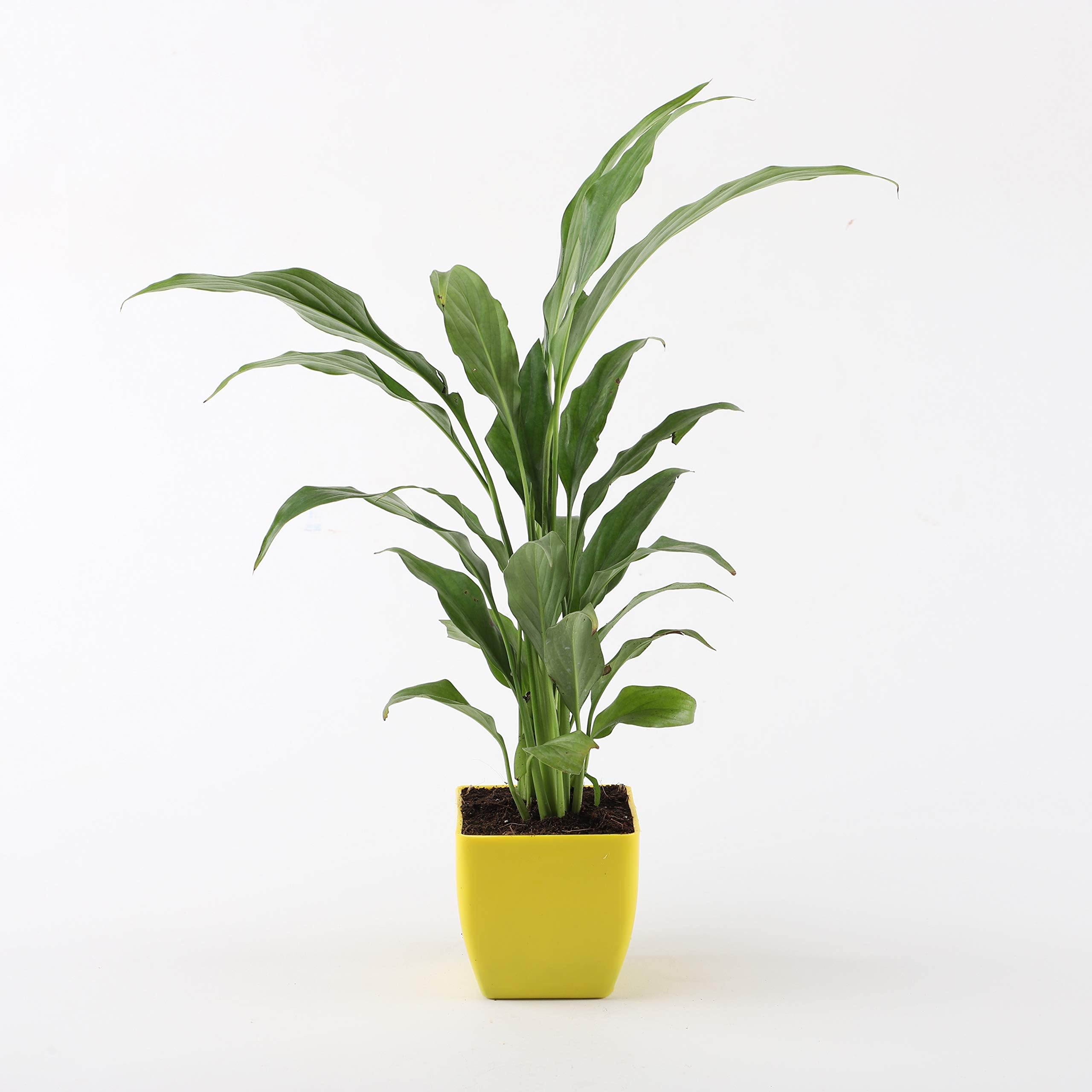 Ferns 'N' Petals Ferns N Petals Peace Lily Plant Live Indoor Yellow Plastic Pot 3 X 3 Inches