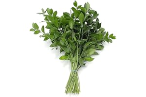 Rumhora Greens | (10) Ten Bunches of Fresh and Natural Israeli Ruscus | Pack of 10 Stems in Each Bunch (100 stems total)| Perfect for Indoor and Outdoor Decorations