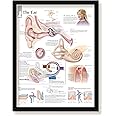 The Ear Framed Medical Educational Informational Poster Diagram Doctors Office School Classroom 22x28 Inches