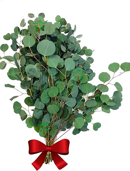 Amazon Com Fresh Eucalyptus Silver Dollar Eucalyptus Fresh Bouquet Diy Wedding Flower 2 Bunches 20 Branches Garden Outdoor