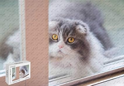 Amazon Com 500 Piece Jigsaw Puzzle Scottish Fold Kitten Yellow