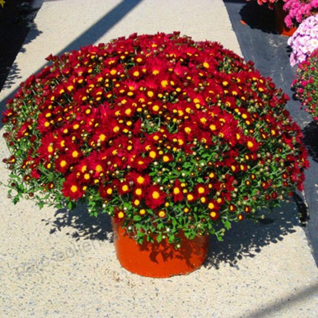 Goodfans Perennial Bonsai Mini Chrysanthemum Seeds Bonsai Plant Seeds Bonsai