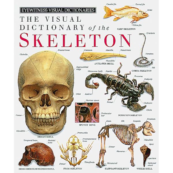 thumbnail image 2 of Skeleton (Eyewitness Books) Hardcover By Steve Parker – Good Condition 2 of 4
