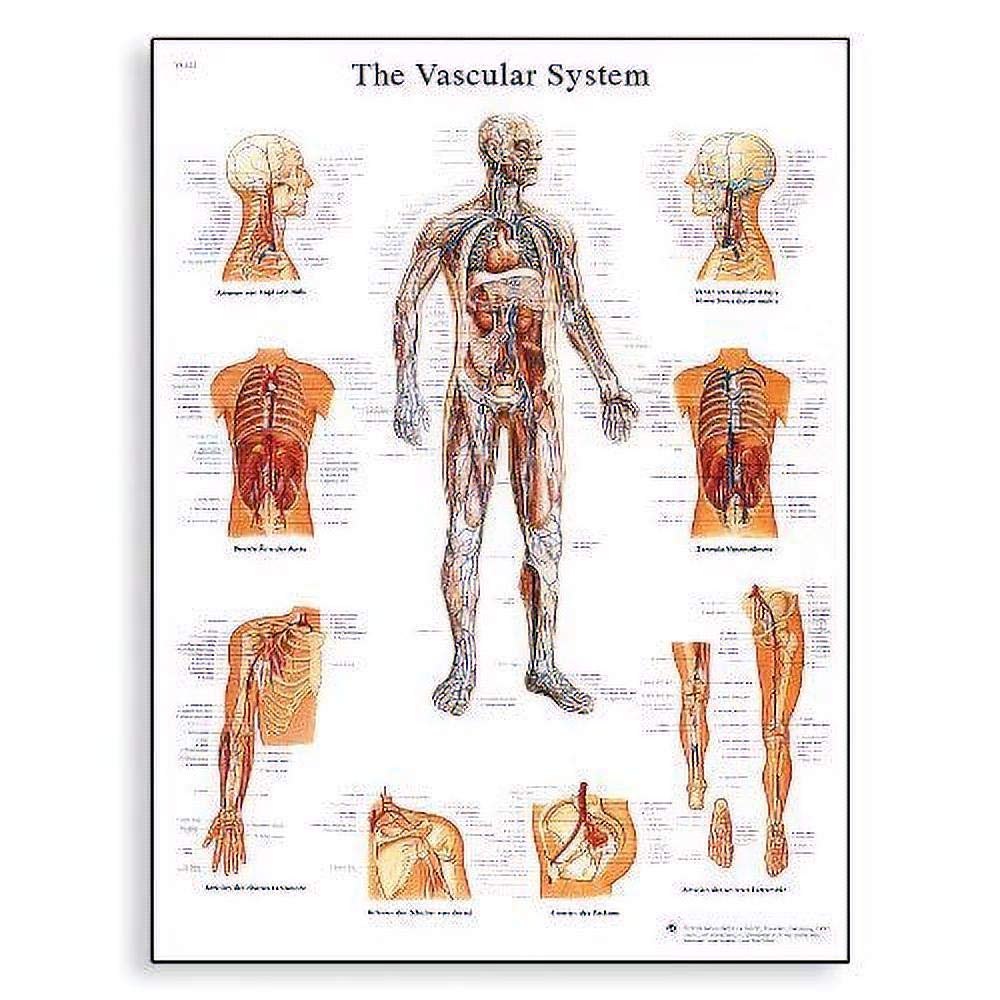3B Scientific VR1353UU Human Anatomy - The Vascular System Chart, Paper Version