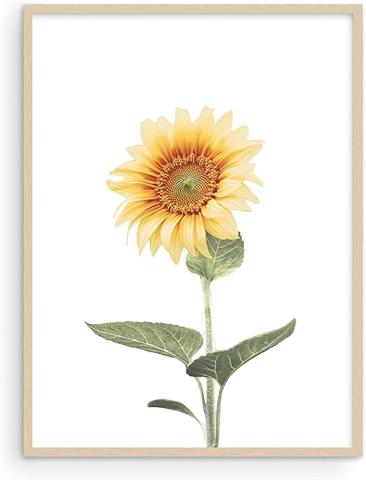 Amazon Com Haus And Hues Sunflower Wall Art And Sunflower Pictures Wall Decor Modern Rustic Sunflower Kitchen Decor And Sunflower Wall Decor Sunflower Bathroom Decor 12 X16 Unframed Posters Prints