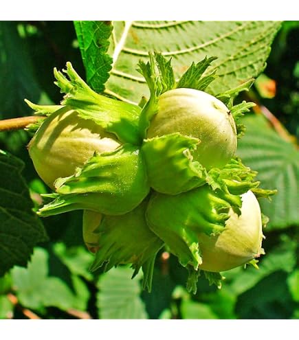 Amazon.com : Gaea's Blessing Seeds - Hazelnut Seeds for Planting (Corylus  Americana) - Non-GMO Seeds with Easy to Follow Planting Instructions -  Open-Pollinated, Heirloom, Untreated : Patio, Lawn & Garden