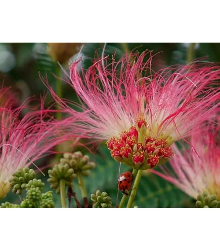 Albizia Julibriin Mimoa Bonai Perian Pink - 10 eed