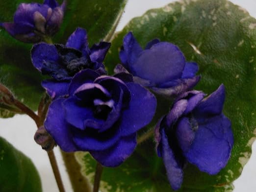 Portal Cool Tipo 4 Huerta Plantas Blooms Pimienta Coloreada ...