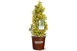 2 Gallon Southern Living Plant Collection Holly Golden Oakland Shrub