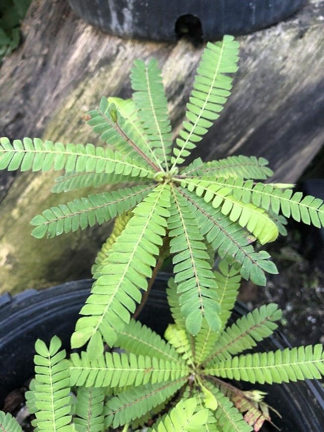 SEEDS Biophytum Sensitivum seed. Moves Rare Amazon.co.uk Kitchen