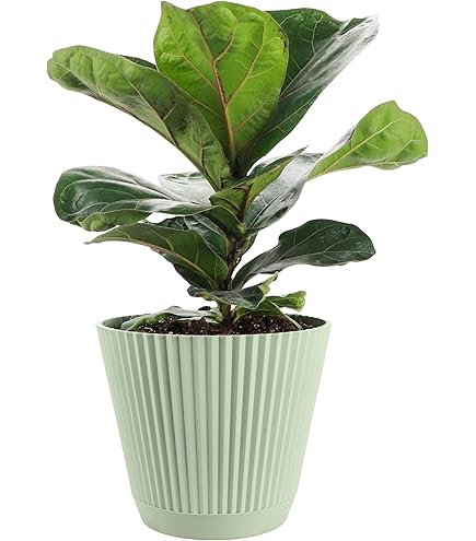 bonsai tree wall art Zen Bonsais – Mini Paint by Numbers Kit main image 0