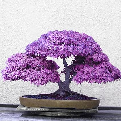 Bornbayb 20 Stücke Ahorn Samen Bonsai Ahornbaum Samen Bonsai Bäume für Indoor Garten Pflanzen