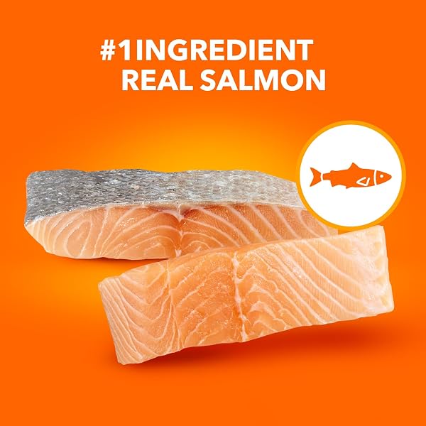 IAMS PROACTIVE HEALTH ADULT HEALTHY DRY CAT FOOD WITH SALMON, 7 LB. BAG