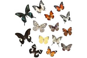 WTUAWB 6 Pcs Real Taxidermy Butterfly - Specimens DIY Creative Production, Taxidermy Animals for Framed Shadow Box (Random)