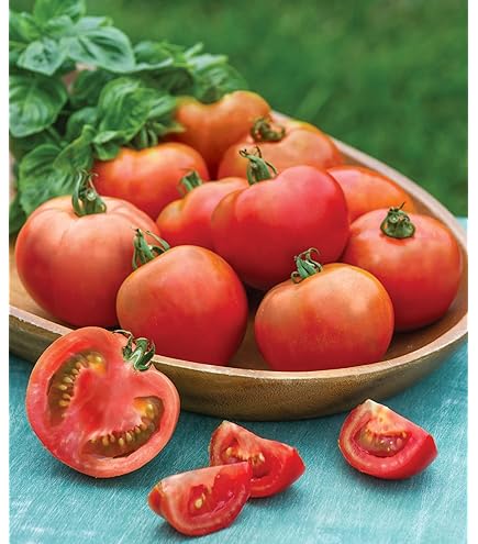 tomato 2651- Kozula 96 / Kozula 96 | Tomatoeden