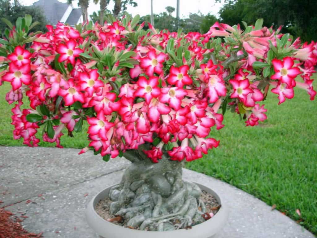 1 PIANTA DI ADENIUM ROSA O ROSA DEL DESERTO VASO 14CM oleandro del Madagascar Utensili per il 1 PIANTA DI ADENIUM ROSA O ROSA DEL DESERTO VASO 14CM oleandro del Madagascar Utensili per il