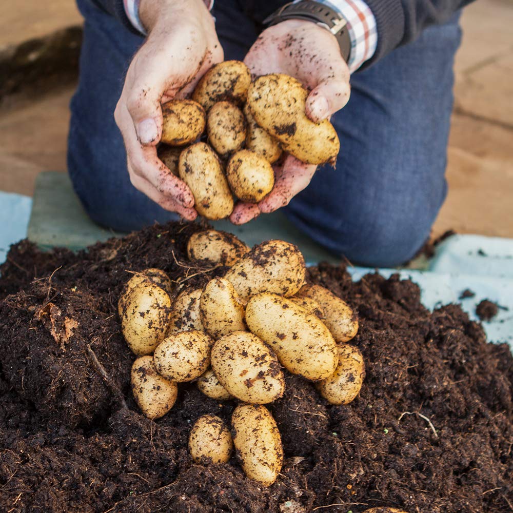 YouGarden Potato Growing Selection, Grow Your Own Potatoes, Three Seed Potato Varieties, Three Large 30L Heavy Duty Garden Pots Plus Fertiliser
