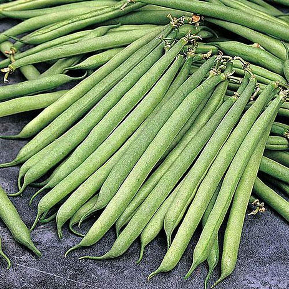 Dwarf Bean 'Opera' Seeds Half-Hardy Annual Vegetables Garden Plants Easy to Grow Your Own Dwarf Bean 'Opera' 1 Packet of 75 Seeds by Thompson and Morgan