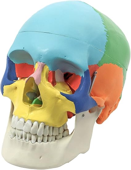 Cranstein A 213 Anatomischer Didaktik Schadel Farbig 3 Teilig Amazon De Drogerie Korperpflege