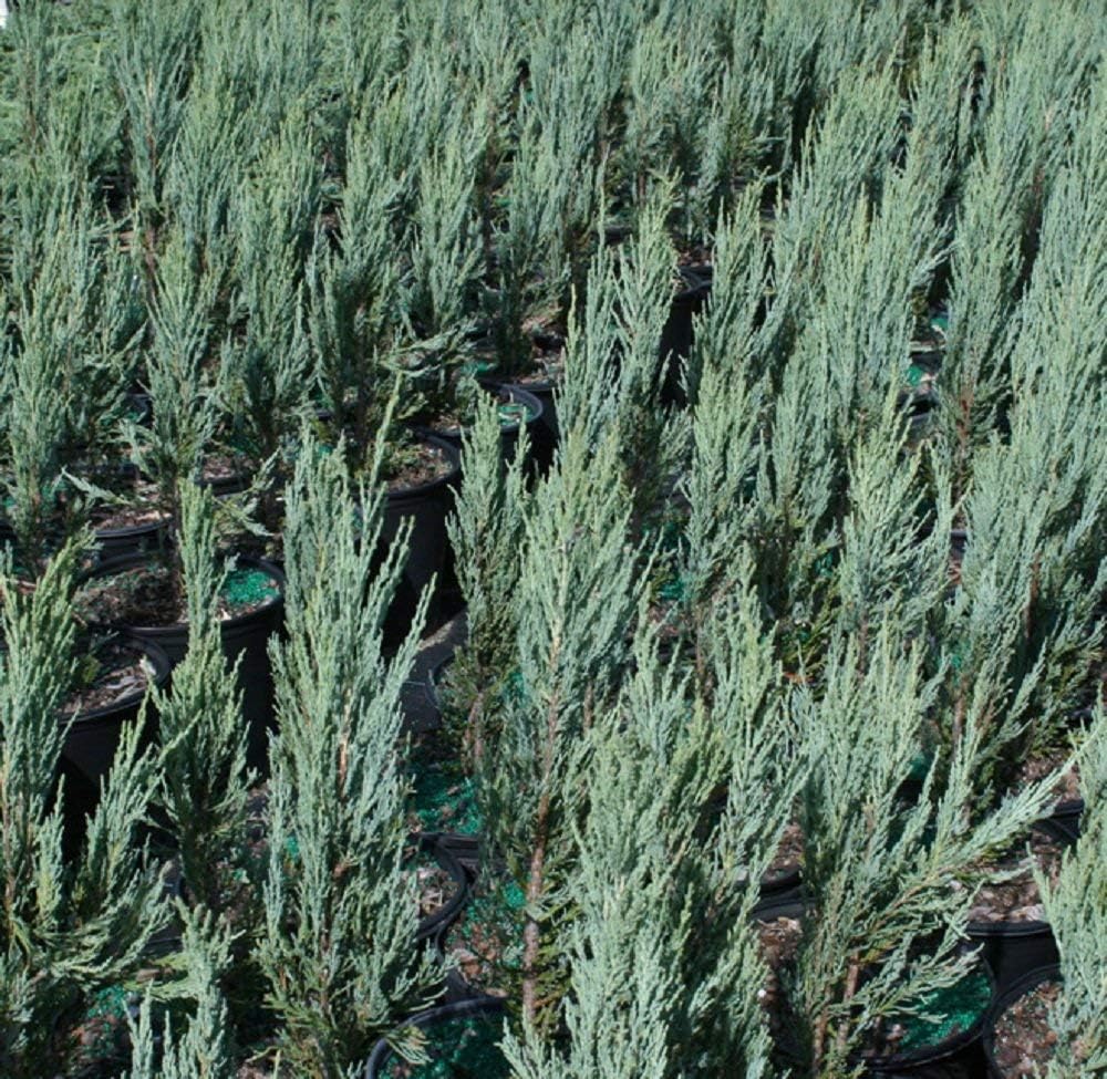 Sandys Nursery Online Juniperus Scopulorum, Juniper Blue Arrow Tree, Rocky Mountain, 4 Inch Pot