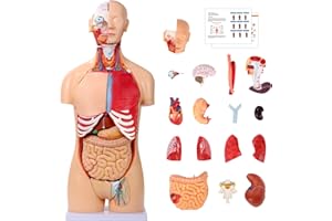 SFXYJ Human Torso Anatomy Model 33.4", Dual-Sex 32 Part Removable Life-Size with Heart Head Skull Brain Visceral Muscular Layers Model Includes Product Manual for Medical Student Lab Classroom Use