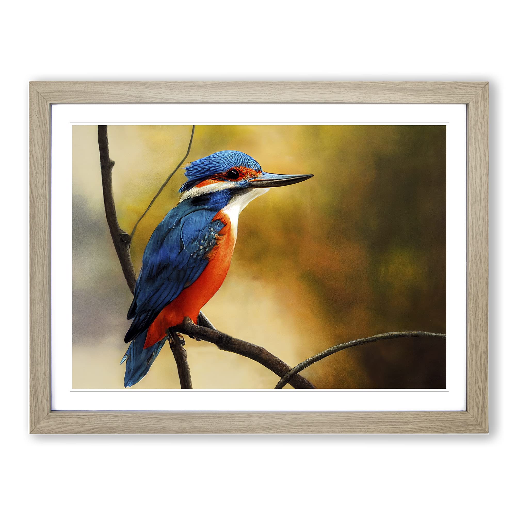 Supreme Kingfisher Bird Framed Print | A4 Oak Framed Wall Art | Ready to Hang | Modern Nature Picture | Living Room Bedroom Lounge Office