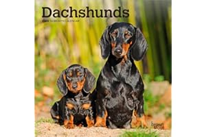 Dachshunds | 2026 7 x 14 Inch (Hanging) Monthly Mini Wall Calendar | BrownTrout | Animals Dog Breeds