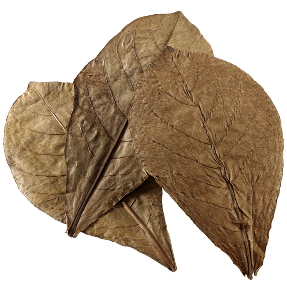 Hobby 51100 Nano Catappa Leaves, Pack of 12
