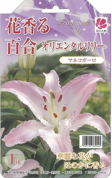 Amazon Co Jp 予約販売 花の大和 球根 花香る百合 オリエンタルリリー マルコポーロ 1球 百合 ゆり ユリ ホーム キッチン