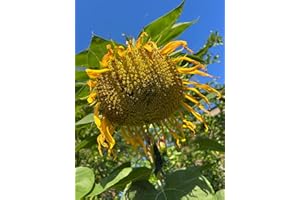 30 Mongolian Giant Sunflower Seeds Non-GMO Buy 4 GET