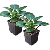 Hosta (2 Pack) - Blue Mouse Ears, Live Shade Perennial, 10" Tall by 4" Wide in 1 Qt Pot
