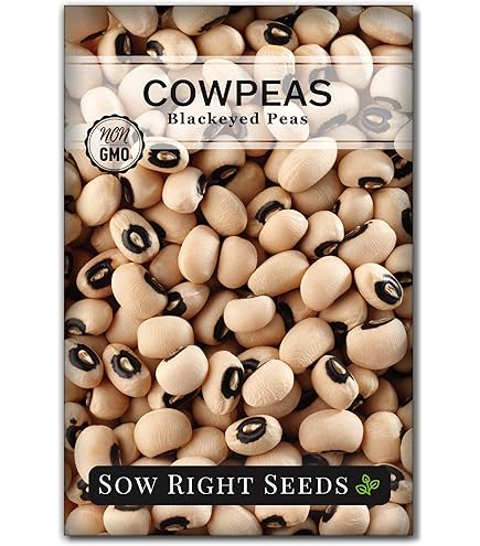 succulent seedlings Baby Succulent Mix (4 Plants) 6cm Pot House Plants – Plants For All Seasons main image 0