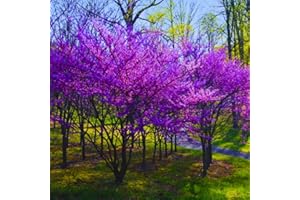 AKTRD 5 Eastern Redbud Tree Live Plants, 12 to 18 Inc Tall Red Bud Trees Live Plants, Redbud Tree Seedlings, Cold Hardy, Dormant, No Leaf, No Pot
