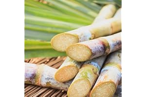 CHUXAY GARDEN Sugarcane-Sugar Cane 100 Seeds Rich in Sucrose Hybrid Make Suger Sweet Fruit Low-Maintenance