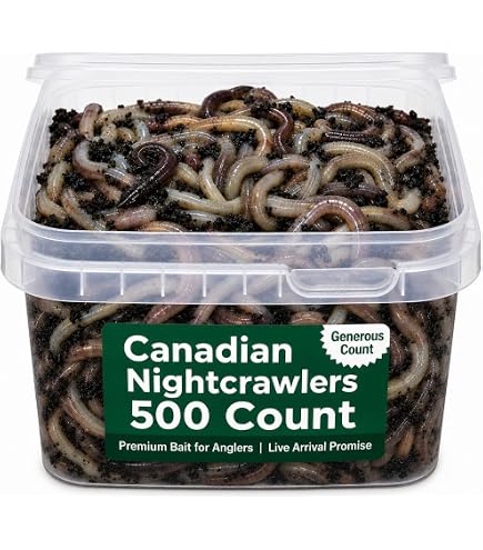 5lb box of fishing worms Amazon.com: INTRUDER Good N' Lively Premixed Worm Bedding, 5-Pound  Container : Pet Supplies