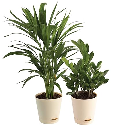 Ugaoo Air Purifier Indoor Plants for Home with Pots- Areca Palm & ZZ Plant