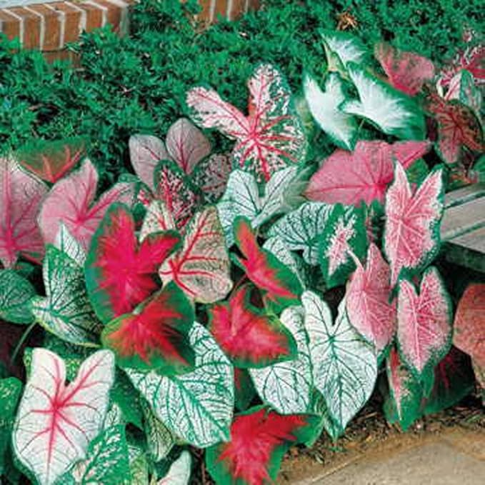 Caladium, Bulb, Fancy Mix, Pack of 1 (One), Easy to Grow