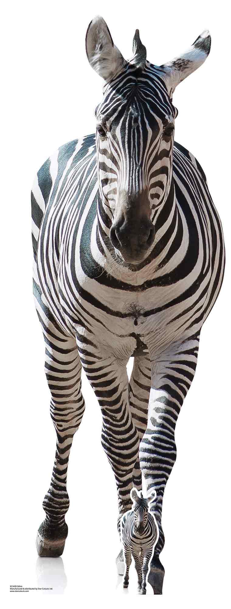 Star Cutouts SC1439 Adult Zebra Lifesize Cardboard Cutout 162cm – Safari & Jungle Theme Party Decoration for Animal Lovers