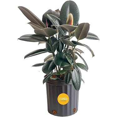 Amazon Best Sellers: Best Live Indoor House Plants