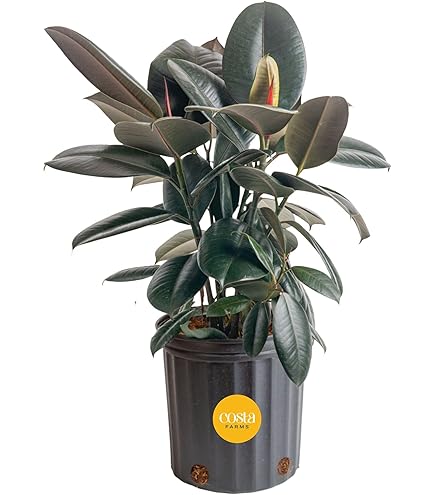 hanging plant pothos 50" IFR Pothos Ivy Artificial Hanging Plant -Light Green (Pack of 4)