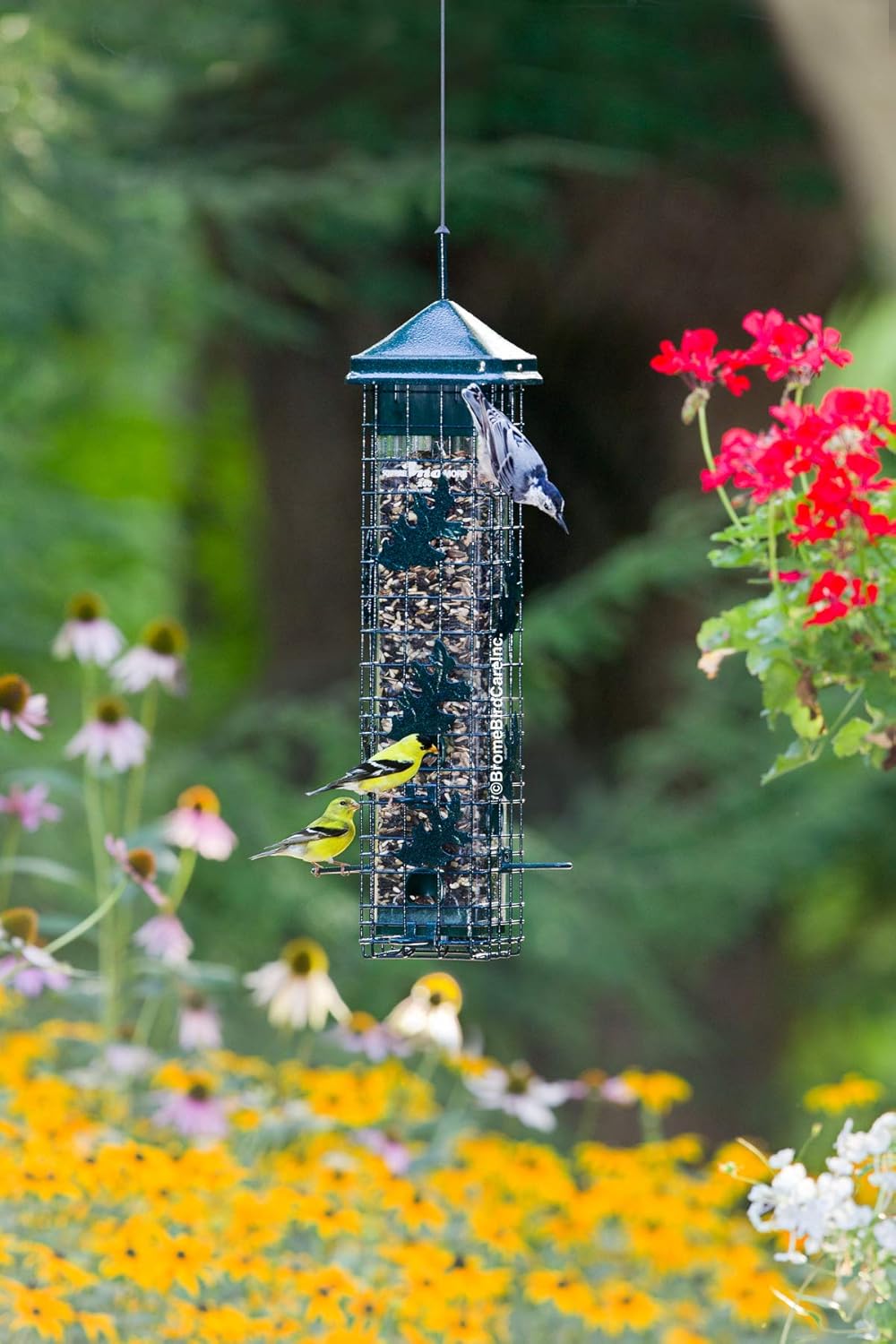 Squirrel Solution200 Squirrel-proof Bird Feeder w/6 Feeding Ports, 3.4-pound Seed Capacity, Free Seed Funnel : Bird Feeders Squirrel Proof : Garden & Outdoor