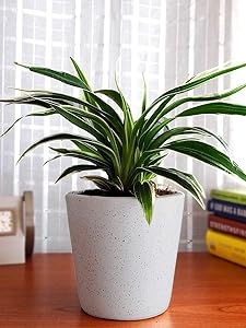 Abana Homes Air Purifying Spider Plant in Ceramic Pot