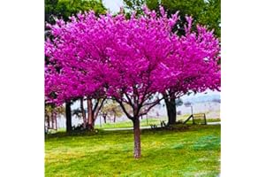 AKTRD Bundle 5 Eastern Redbud Trees Plant Live, 12 to 18 Inc Tall, Dormant, Eastern Redbud Trees Live Plants, Red Bud Trees Live Plants, Redbud Tree Seedlings Bare Root for Planting