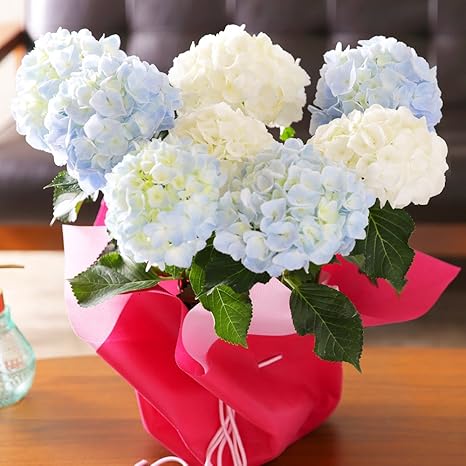 Amazon 母の日 アジサイ 青 白 2色植え 鉢花 フラワーギフト プレゼント 紫陽花 観葉植物 オンライン通販