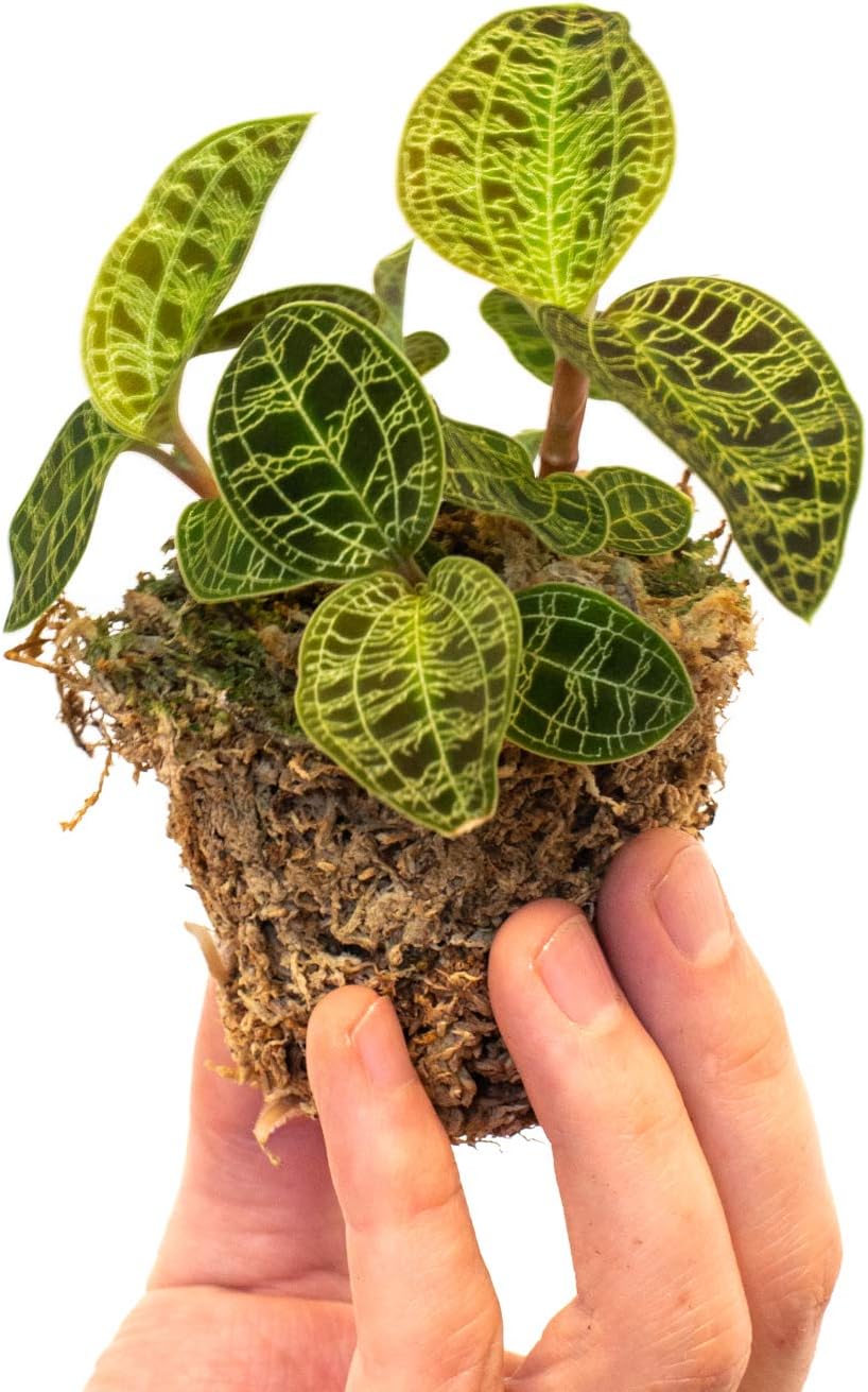 Jewel Orchid