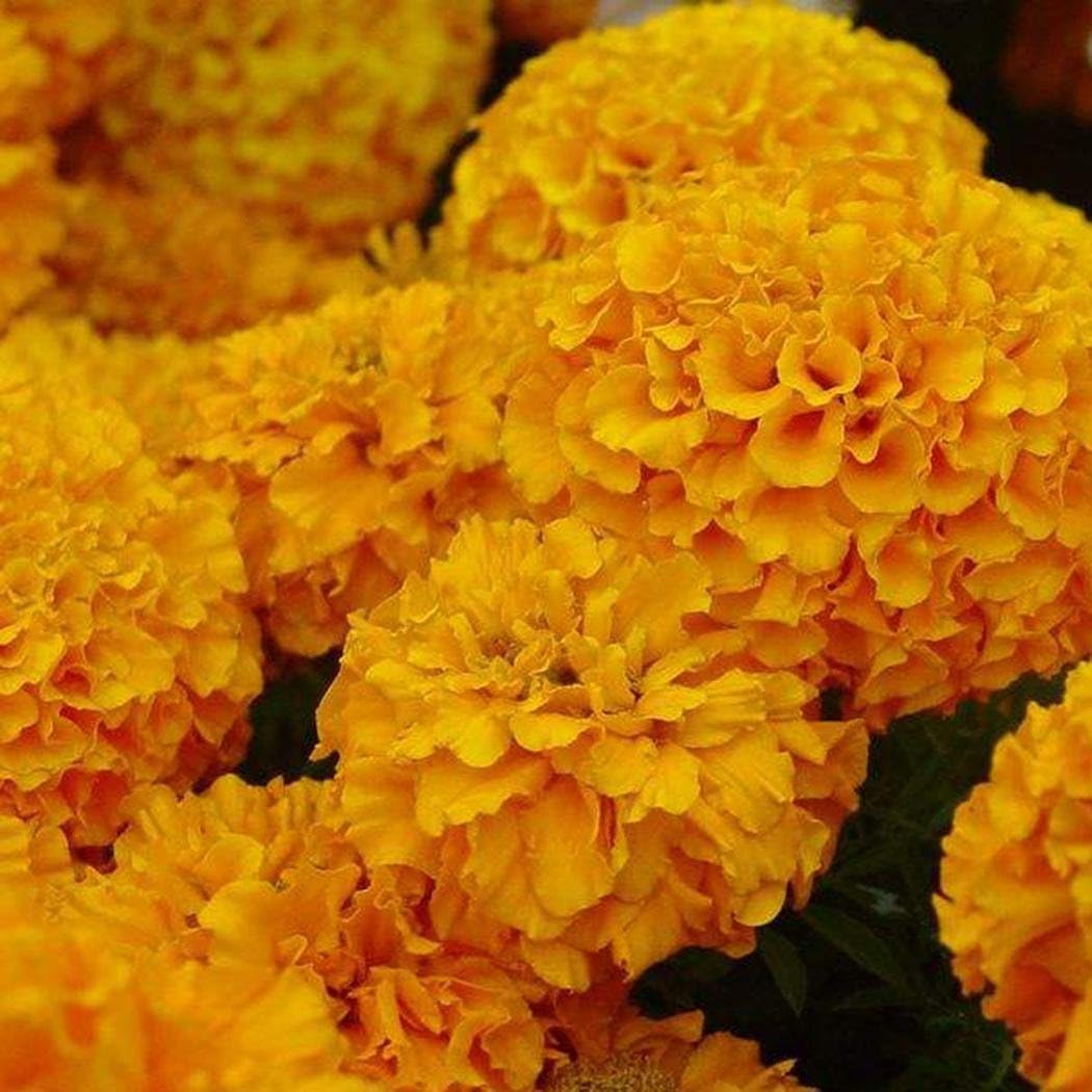 Cioler 20Pcs Hydrangea Seed Bonsai Flower Seeds Plant Seeds Hydrangea Perennial Garden Home Mixed Color