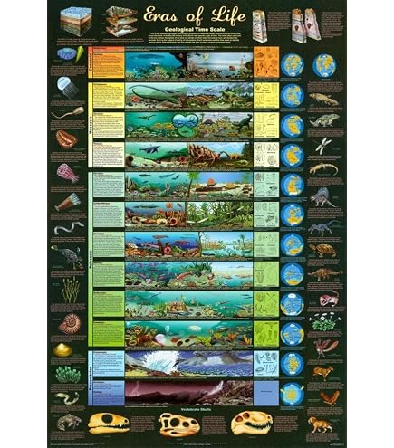 Evolution Of Animals Living Things Chart