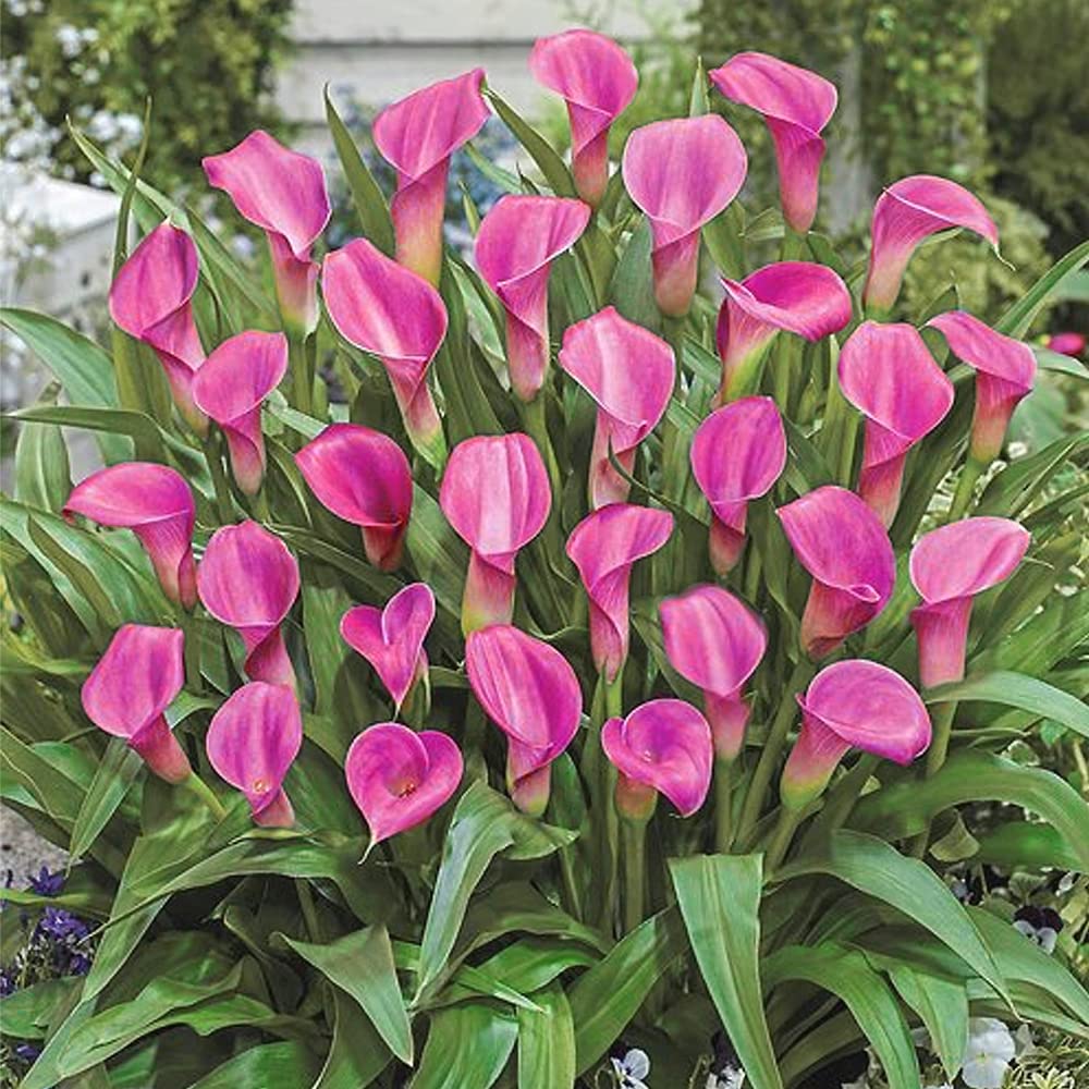 1 Calla Pink - Absolutely Irresistible, Magnificent - A Favourite House Plant - Stunning Bright Pink Blooms – Add a dose of Blooming Beauty Indoors or Outdoors - for Your Beautiful Garden